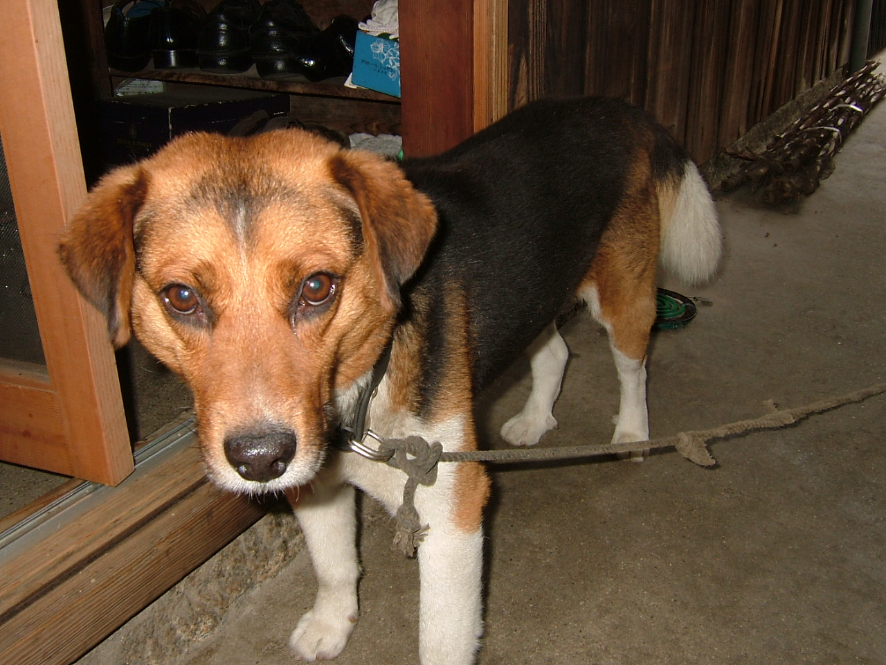昔、家にいた、犬です^^プリマです